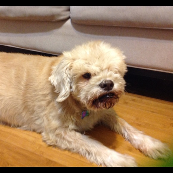 Meet your Posher, Chloe - Picture 1 of 1